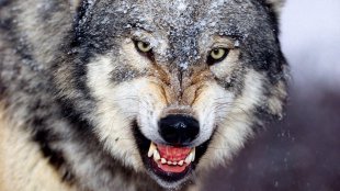 Сколько стоит неубитый волк в Республике?